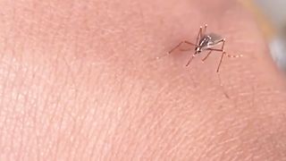 The mosquito does not manage to start eating in any way