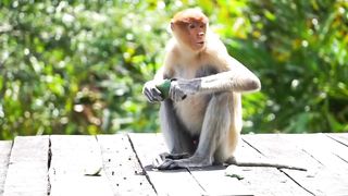 Happy Animal Moments, Familiar Animal Sounds_ Dairy Cow, Pelican, Sheep, Duck - Animal Videos.