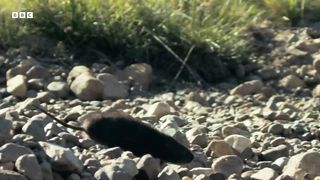 Water Vole's Perilous Journey | Big Little Journeys | BBC Earth
