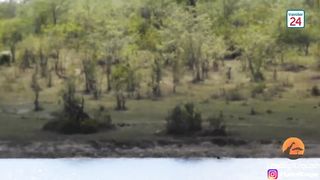 All out Kruger battle as buffalo fights lions and crocodile.