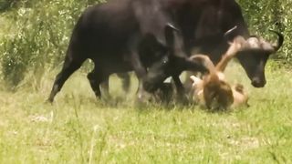 When Buffaloes Exhibit Raw Force Against Lions