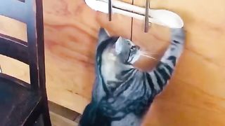 The cat will not be stopped by such obstacles