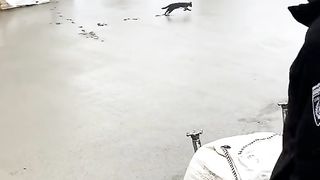 Cat from Hell