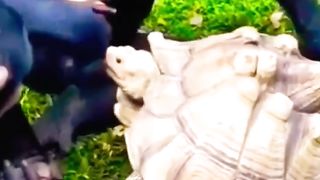 Gorilla & Turtle Friendship