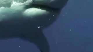 Whale In Dangerous mood