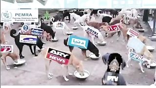 Badzameer media