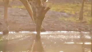 Nature Top Beautiful video