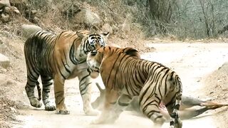 Gigantic Tiger Shows Its Supremacy Over Another Tiger