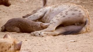Hyena's Emotional Cry After Losing Her Puppies