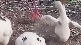 She just murder her baby!!