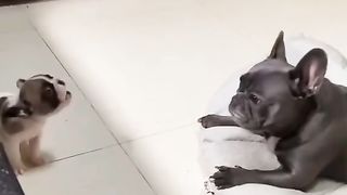 That little dog is a very good actor