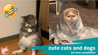 Funniest Cat And Dog Funny Animal Videos Compilation I Cats And Dogs