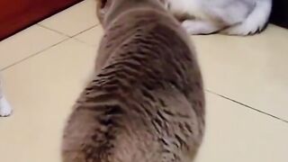 Funny cat. Mother cat angry with her husband