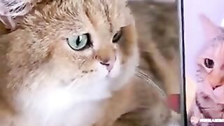 cat with surprised face