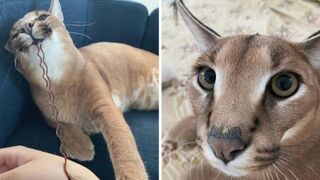 A Very Uncute Cat? #India