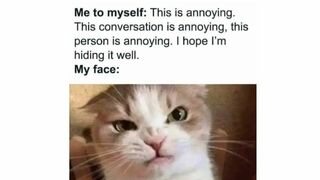 Try Not To Laugh - Funny animals 2024 -☆☆