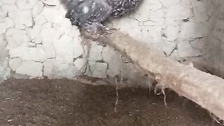 Perching on a piece of log