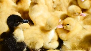 Baby birds nesting together