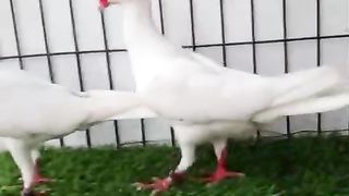 Kabootar ko deko