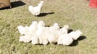 Beautiful lawn and chicken
