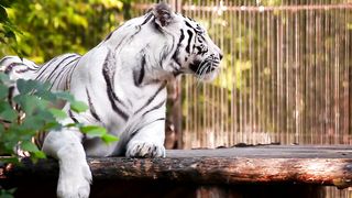 White tiger resting and yawning