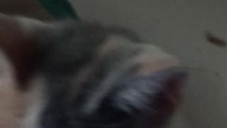 Si TABI