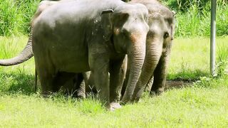 30 Seconds of Elephants