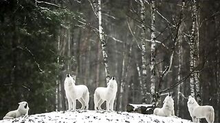 Wolf life