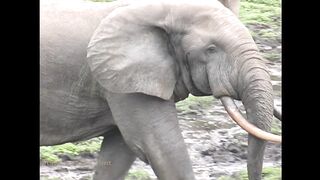 Elephant life in a forest