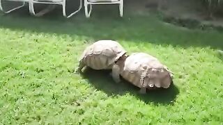 Sulcata tortoise