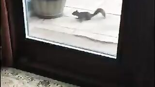 Animals funny video| funny video