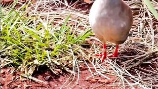 beautiful bird