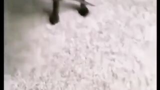 Dogs and monkey gangs