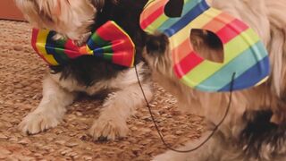 Dogs wears