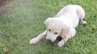 Cute baby Dog|baby Dog|#Dog