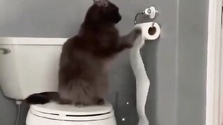 messy cats