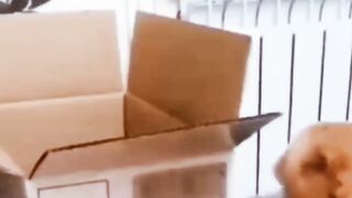 Funny cat video