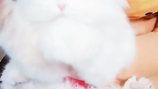 Cute cat video