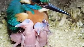 Cute#birds#ever