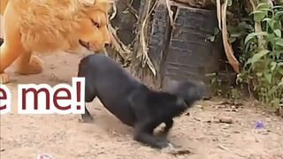 Troll Dog With Fake Lion & Funny Dod