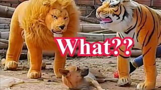 Trolling Dong With Fake Lion | Funny Dog Video