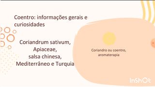 Coentro: tudo o que você precisa saber