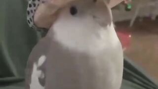 what do you think of my hat