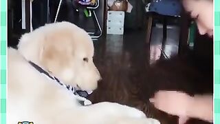 Funny Animal Enjoye in humans