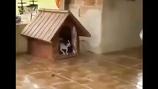 Amazing