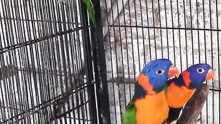 Lorikeet birds