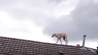 Funny animals
