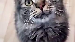 Funny cat