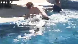 Funny Animals