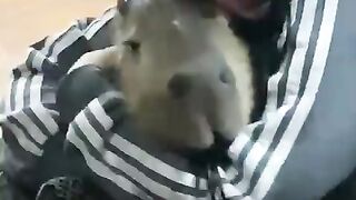 Funny Animals